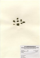 藏品(簇生束藻)的圖片